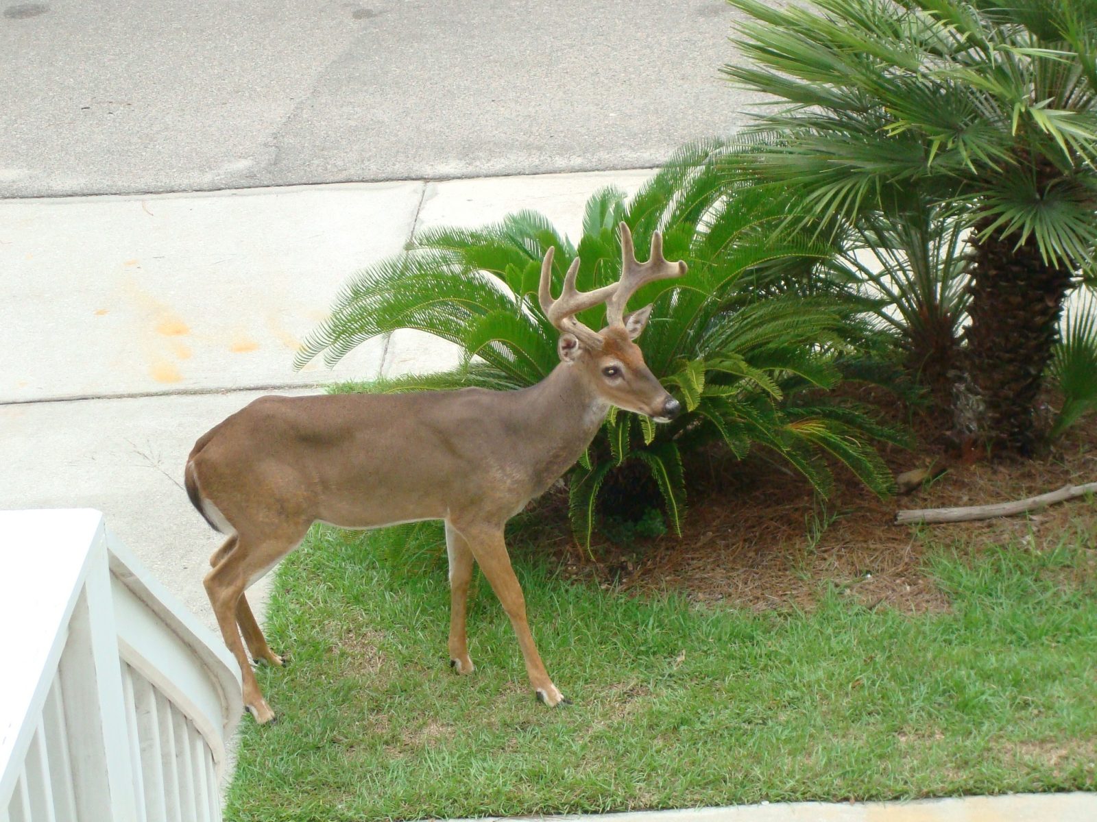 Fripp Island Real Estate Agent