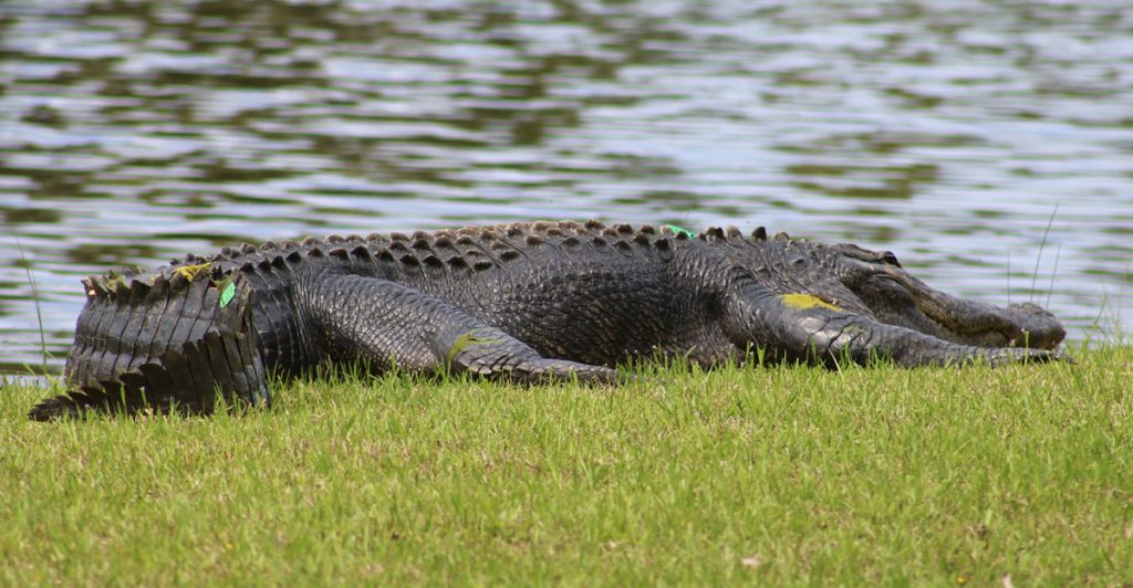 fripp-island-gator-mongo - Fripp Island Homes For Sale