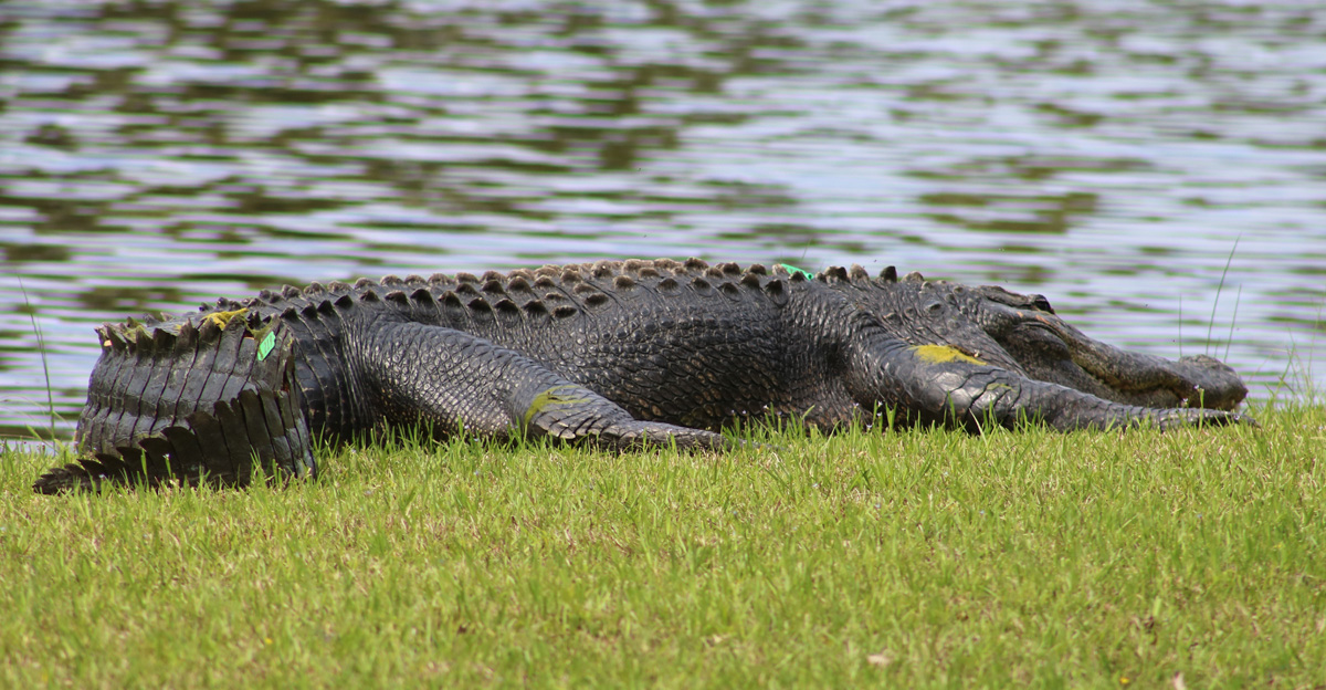 Fripp Island Gator Survey Thank You - Fripp Island Homes For Sale