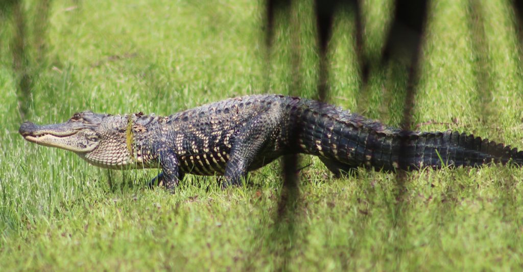 fripp-island-gator-walking - Fripp Island Homes For Sale